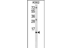 MEIG1 Antibody (Center) (ABIN656380 and ABIN2845675) western blot analysis in K562 cell line lysates (35 μg/lane). (MEIG1 antibody  (AA 36-65))