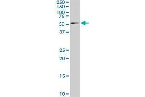 Western Blotting (WB) image for anti-SMAD Family Member 4 (SMAD4) (AA 1-552) antibody (ABIN561723)