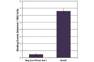 LXR-α antibody (pAb) tested by ChIP. (NR1H3 antibody  (N-Term))