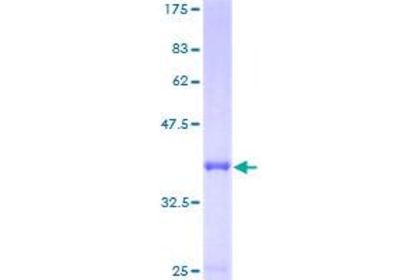 PSMG3 Protein (AA 1-122) (GST tag)