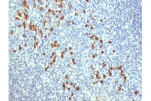 IHC testing of human tonsil stained with TLR9 antibody at 5ug/ml. (TLR9 antibody  (N-Term))
