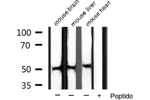 Western blot analysis of extracts of various sample,using BMP3 antibody. (BMP3 antibody  (Internal Region))