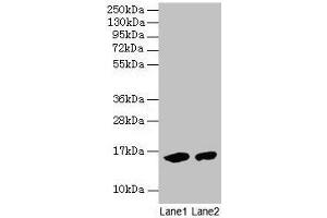 Western blot All lanes: Mouse Hemoglobin antibody at 2 μg/mL Lane 1: Mouse serum at 1: 100 Lane 2: Mouse serum at 1: 1000 Secondary Goat polyclonal to rabbit IgG at 1/15000 dilution Predicted band size: 16 kDa Observed band size: 16 kDa (Hemoglobin antibody)