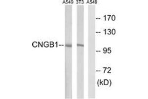 Western blot analysis of extracts from NIH-3T3/A549 cells, using CNGB1 Antibody. (GARP antibody  (AA 571-620))