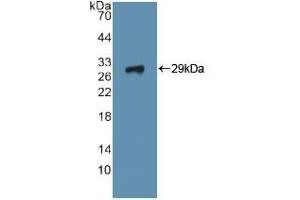 Western blot analysis of recombinant Human ITGa2. (ITGA2 antibody  (AA 170-361))