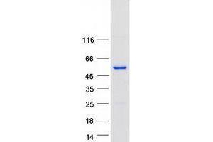 Validation with Western Blot (TOM1 Protein (Transcript Variant 4) (Myc-DYKDDDDK Tag))