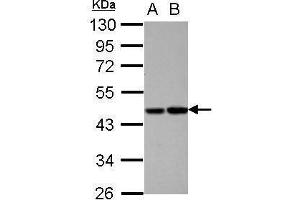 WB Image Sample (30 ug of whole cell lysate) A: HepG2 B: HCT116 10% SDS PAGE antibody diluted at 1:1000 (PROC antibody)