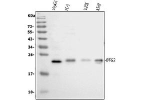 Western blot analysis of BTG2 using anti-BTG2 antibody (ABIN5692800). (BTG2 antibody)