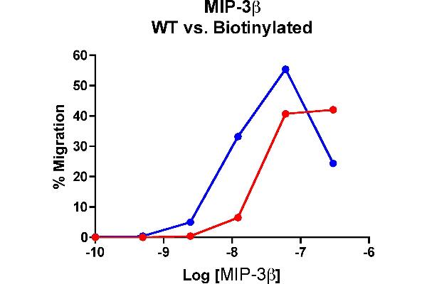 CCL19 Protein (AA 22-98)