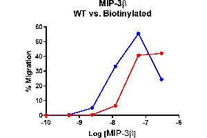 Cells expressing recombinant CCR7 were assayed for migration through a transwell filter at various concentrations of WT or Biotinylated MIP-3β. (CCL19 Protein (AA 22-98))