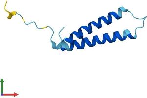 AlphaFold protein structure predicition of Human Recombinant TMEM258 Protein, UniprotID P61165 (TMEM258 Protein (AA 1-79) (Fc Tag))
