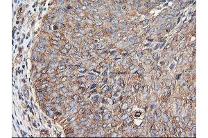 Image no. 2 for anti-Tubulin, alpha-Like 3 (TUBAL3) (AA 150-446) antibody (ABIN1490956) (TUBAL3 antibody  (AA 150-446))