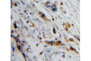 Used in DAB staining on fromalin fixed paraffin-embedded Pancreas tissue (PIP antibody  (AA 1-146))