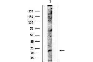 anti-ATP Synthase, H+ Transporting, Mitochondrial Fo Complex, Subunit G2 (ATP5L2) (C-Term) antibody