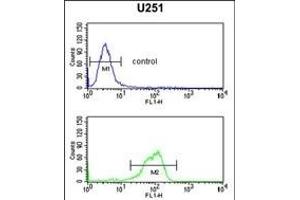 IL5RA Antibody (N-term) (ABIN651428 and ABIN2840234) flow cytometric analysis of  cells (bottom histogram) compared to a negative control cell (top histogram). (IL5RA antibody  (N-Term))