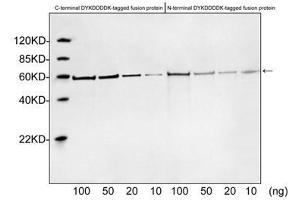 Image no. 4 for anti-DDDDK Tag (C-Term) antibody (ABIN296895) (DDDDK Tag antibody  (C-Term))