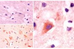 Image no. 1 for anti-Autophagy Related 10 (ATG10) (AA 1-50) antibody (ABIN960090) (ATG10 antibody  (AA 1-50))