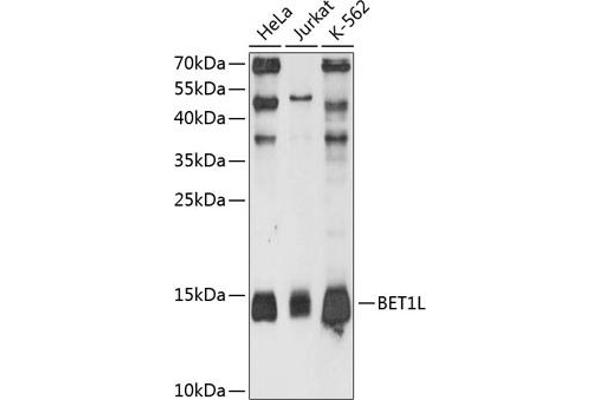 BET1L antibody  (AA 1-60)