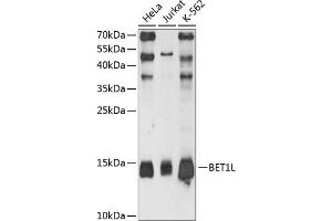 Western blot analysis of extracts of various cell lines, using BET1L antibody (ABIN6133362, ABIN6137540, ABIN6137541 and ABIN6215513) at 1:3000 dilution.