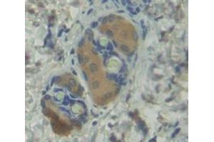 IHC-P analysis of Mouse Tissue, with DAB staining. (BMP1 antibody  (AA 856-982))
