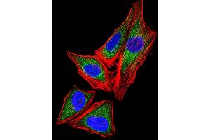 Immunofluorescent analysis of 4 % paraformaldehyde-fixed, 0. (SNRPG antibody  (N-Term))