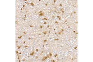 Immunohistochemistry of paraffin-embedded rat brain using PPCS Rabbit mAb (ABIN7269360) at dilution of 1:25 (40x lens). (PPCS antibody)