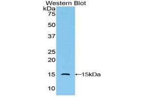 Western Blotting (WB) image for anti-Golgi Glycoprotein 1 (GLG1) (AA 1048-1145) antibody (ABIN1859023)
