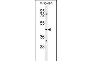 Western blot analysis of SGMS2 Antibody (C-term) (ABIN653696 and ABIN2843015) in mouse spleen tissue lysates (35 μg/lane). (Sphingomyelin Synthase 2 antibody  (C-Term))