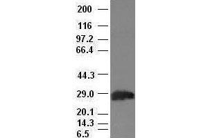 Hex antibody (2H7) at 1:100 dilution + Lysates from HEK-293T cells transfected with human Hex expression vector (HHEX antibody  (AA 100-270))