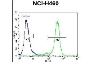 GAS1 Antibody (N-term) (ABIN655812 and ABIN2845237) flow cytometric analysis of NCI- cells (right histogram) compared to a negative control cell (left histogram). (GAS1 antibody  (N-Term))