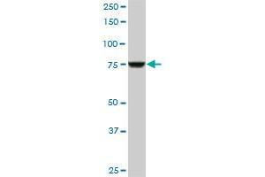 CPSF3 monoclonal antibody (M06), clone 1H8. (CPSF3 antibody  (AA 585-684))