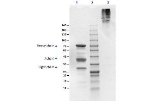 SDS PAGE Results of Human IgM Fc5μ.