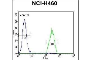 B3GALT5 Antibody (N-term) (ABIN655087 and ABIN2844721) flow cytometric analysis of NCI- cells (right histogram) compared to a negative control cell (left histogram). (B3GALT5 antibody  (N-Term))