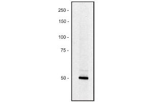 Western blot of human REH erythroid cell line (PCLO antibody)