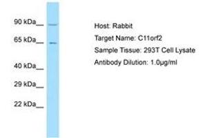 Image no. 1 for anti-Vacuolar Protein Sorting 51 Homolog (VPS51) (AA 632-681) antibody (ABIN6750161) (VPS51 antibody  (AA 632-681))