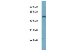 WB Suggested Anti-C1orf142 Antibody Titration: 0. (SNAP47 antibody  (Middle Region))