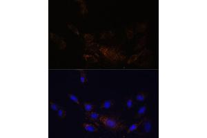 Immunofluorescence analysis of C6 cells using PSMB7 Polyclonal Antibody (ABIN7269594) at dilution of 1:100 (40x lens). (PSMB7 antibody  (AA 44-200))