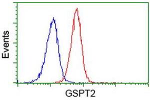Image no. 3 for anti-G1 To S Phase Transition 2 (GSPT2) antibody (ABIN1498537) (GSPT2 antibody)
