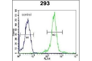 LOC552889 Antibody (Center) (ABIN654014 and ABIN2843940) flow cytometric analysis of 293 cells (right histogram) compared to a negative control cell (left histogram). (ATXN7L3B antibody  (AA 32-62))
