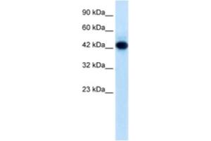 Western Blotting (WB) image for anti-Ring Finger Protein 135 (RNF135) antibody (ABIN2461011) (RNF135 antibody)