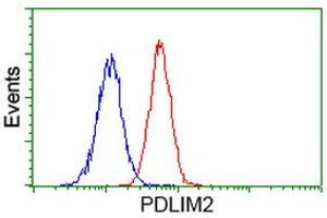 Image no. 1 for anti-PDZ and LIM Domain 2 (PDLIM2) antibody (ABIN1500124) (PDLIM2 antibody)