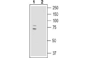 Western blot analysis of human  MG glioma cell line lysate:1. (NHE7 antibody  (Extracellular))