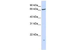 PIGT antibody used at 1 ug/ml to detect target protein. (Prolipoprotein Diacylglyceryl Transferase antibody  (N-Term))