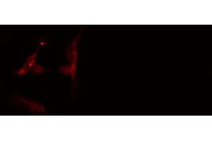 ABIN6274575 staining 293 cells by IF/ICC. (Serotonin Receptor 4 antibody  (C-Term))