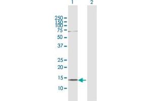 Western Blot analysis of AKAP7 expression in transfected 293T cell line by AKAP7 MaxPab polyclonal antibody.