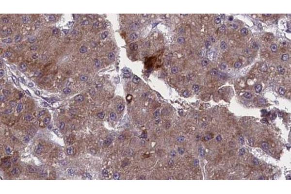TAAR1 antibody  (Internal Region)