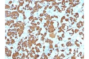IHC testing of FFPE human pituitary gland with Growth Hormone antibody (clone SPM106). (Pituitary Growth Hormone 20kDa (AA 58-187) antibody)