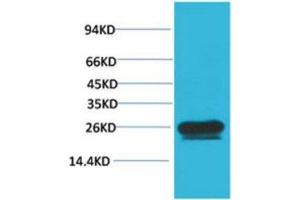 Western Blot (WB) analysis of HeLa with HSP27 Mouse Monoclonal Antibody diluted at 1:2000. (Cyclin B1 antibody)