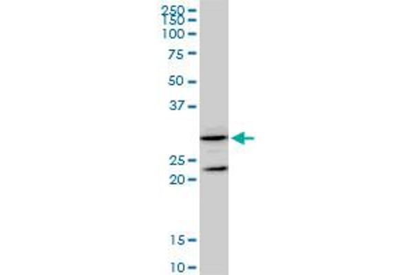 GSTZ1 anticorps  (AA 109-216)