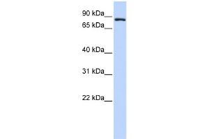 WB Suggested Anti-TFR2 Antibody Titration:  0. (Transferrin Receptor 2 antibody  (Middle Region))
